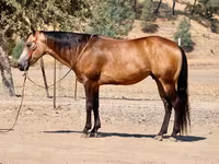 Caballo, Quarter Horse — foto 1