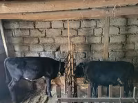 Boğa, Sığır — foto 1
