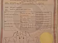 Mare, Dutch warmblood horse — photo 2