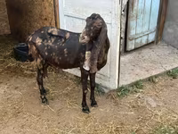 Keçi, Kamori goats — foto 3