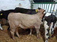 公牛, Cattle — 照片 6