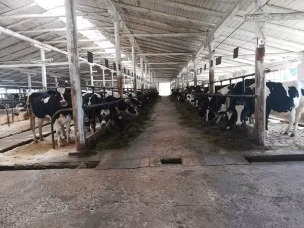 Vaca, Raza Holstein