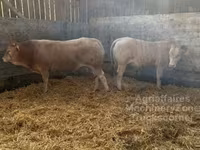 ثور, Blonde d’Aquitane cattle — الصورة 3