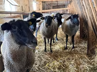Koyun, Baerchuke sheep — foto 1