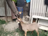 Ram, Edilbay sheep — photo 2