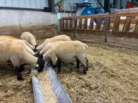 Koyun, White Suffolk sheep — foto 2