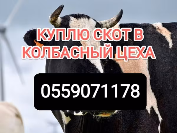 Cattle
