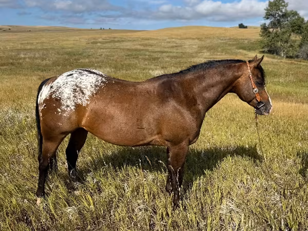 公马, Horses of Sable Island