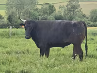 Vaca, Wagyu — foto 5