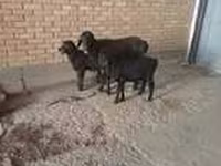 Keçi, Alpine goat — foto 7