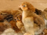 Chickens — Foto 3