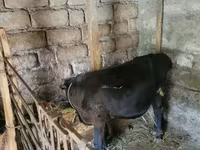 Boğa, Sığır — foto 2
