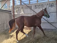 حصان, Arabian horse — الصورة 2