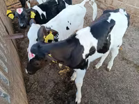 Bull, Holstein breed — photo 2