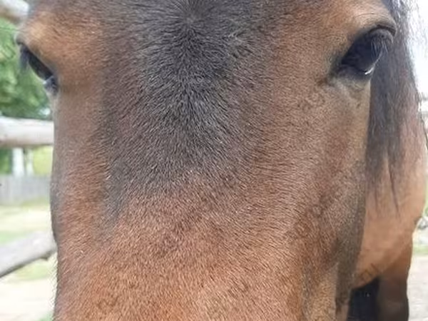 فرس, American shetland pony