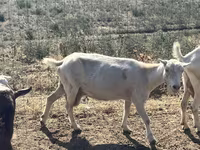 Goat, LaMancha goats — photo 6