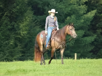 Horse (M), Quarter Horse — photo 4