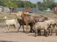 मेढ़ा, Hissar sheep — फ़ोटो 1