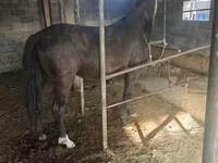 母马, Friesian sport horse — 照片 3