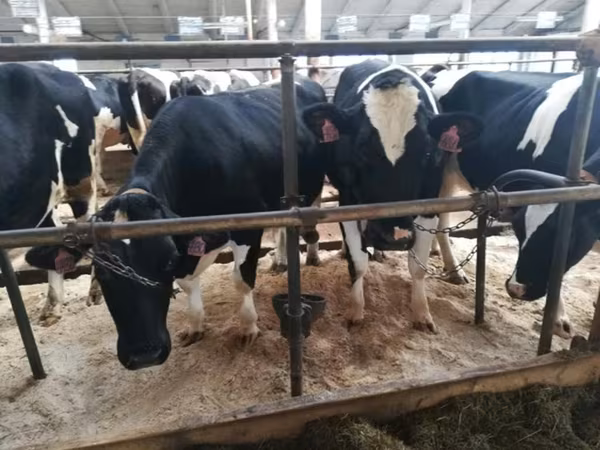 Vaca, Raza Holstein