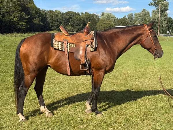 घोड़ी, Quarter Horse