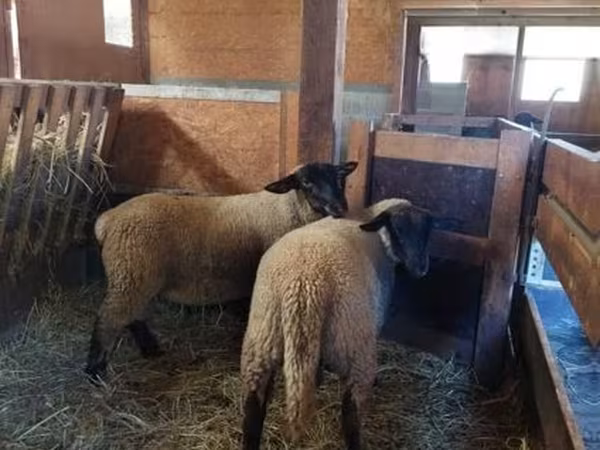 Koyun, Baerchuke sheep