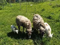 Widder, Edilbay sheep — Foto 7