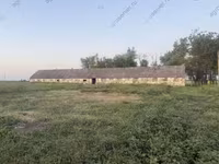 İnek, Bucaklı kırmızı benekli Ukrayna ineklerinin Bukovina fabrika tipi — foto 8