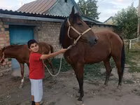घोड़ी, Thoroughbred horse — फ़ोटो 6