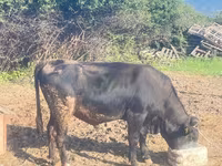 Boğa, Sığır — foto 1