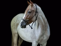 母马, Quarter Horse — 照片 3