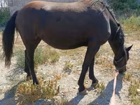 Yegua, Skyros Pony — foto 3