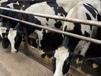 Cow, Red-spotted breed — photo 7