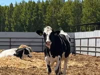 母牛, Holstein breed — 照片 6