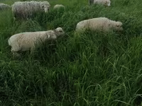 كبش, Merino sheep — الصورة 4
