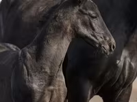 Caballo, Trakehner — foto 4