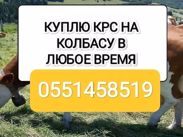 Skot