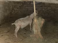 Keçi, Alpine goat — foto 6