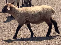 Koç, Hampshire sheep — foto 6