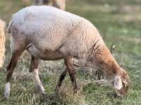 Koyun, Kuibyshev sheep — foto 7