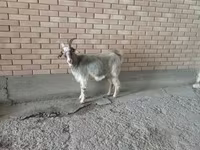 Keçi, Alpine goat — foto 2