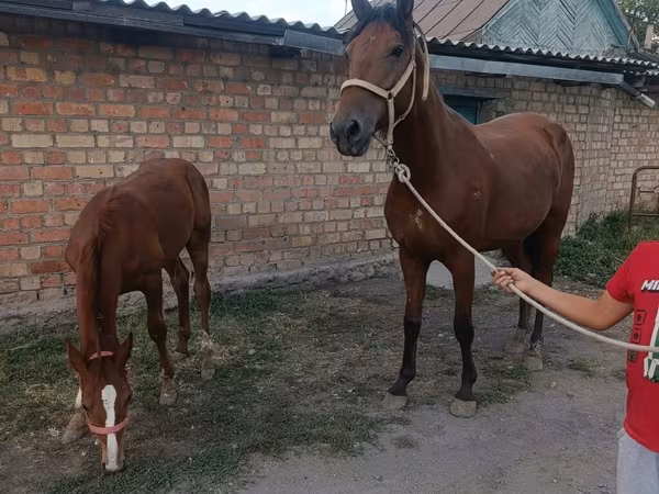 Stute, Thoroughbred horse