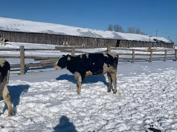 Vaca, Russian Black pied cattle