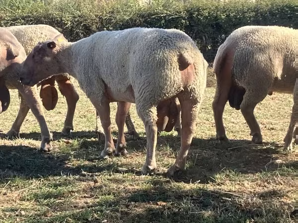 Koç, Charollais sheep
