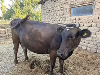 İnek, Swiss cattle — foto 4