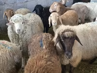 母羊, Sheep — 照片 2