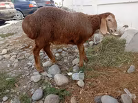 Schaf, Arashan sheep — Foto 1