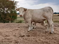 İnek, Charolais cattle — foto 1