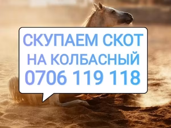 Koně