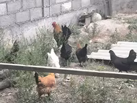 Chickens — फ़ोटो 8